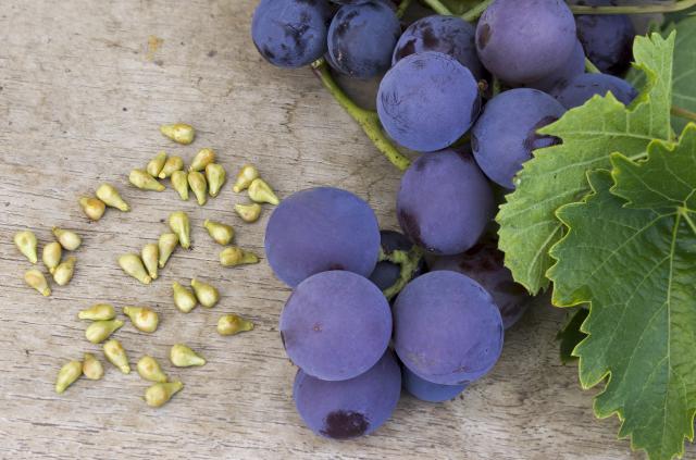 Zašto treba da jedete semenke grožđa?